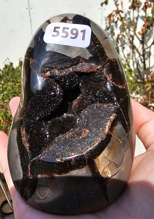 SEPTARIA SAUVAGE AA 647g