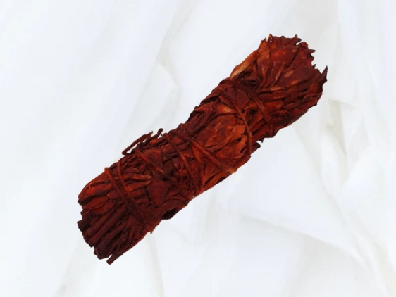 Sauge Sang de Dragon  11 cm